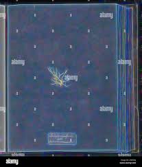 Attēlu rezultāti vaicājumam “Chaetophora pisiformis”