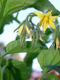 Attēlu rezultāti vaicājumam “Lycopersicon esculentum leaf”