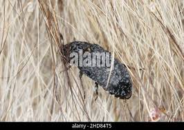 Attēlu rezultāti vaicājumam “Dermestes murinus”