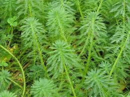 「粉綠狐尾藻」的圖片搜尋結果