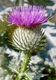 Image result for Onopordum acanthium