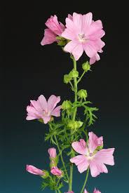 Attēlu rezultāti vaicājumam “Malva moschata flower”
