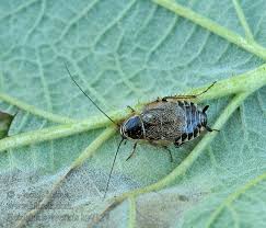 Attēlu rezultāti vaicājumam “Ectobius sylvestris”