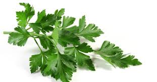 Image result for Liebstöckel