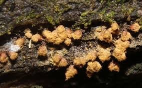 Attēlu rezultāti vaicājumam “Hemitrichia sordivesiculosa sessile”