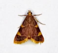 Attēlu rezultāti vaicājumam “Hypsopygia costalis”