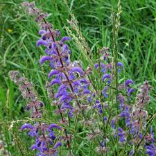 Image result for Salvia pratensis