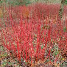 Attēlu rezultāti vaicājumam “Cornus sericea”