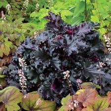 Image result for Heuchera Metallica