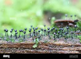 Attēlu rezultāti vaicājumam “Lamproderma sp.”