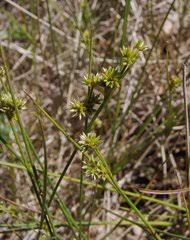 Attēlu rezultāti vaicājumam “Juncus nastanthus”