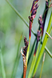 Attēlu rezultāti vaicājumam “Cribraria rubiginosa”
