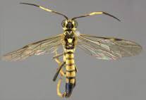 Attēlu rezultāti vaicājumam “Scythrididae”