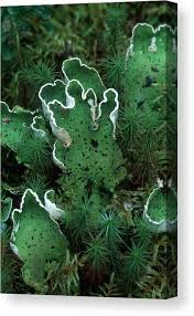 Attēlu rezultāti vaicājumam “Peltigera aphthosa”