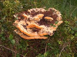 Attēlu rezultāti vaicājumam “Phaeolus schweinitzii”