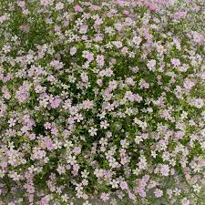 Attēlu rezultāti vaicājumam “Gypsophila muralis flower”