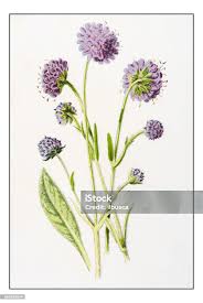 Attēlu rezultāti vaicājumam “Succisa pratensis flower”