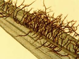 Attēlu rezultāti vaicājumam “Tomentypnum nitens”