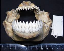 Image result for Dalatias licha