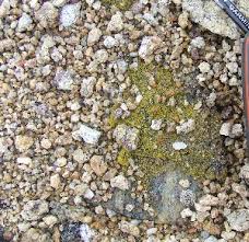 Attēlu rezultāti vaicājumam “Candelariella sp.”