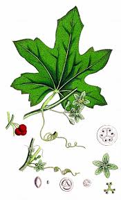 Attēlu rezultāti vaicājumam “Bryonia alba leaf”