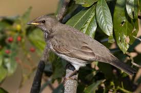 Image result for Turdus ruficollis