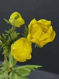 Attēlu rezultāti vaicājumam “Trollius europaeus flower”