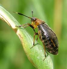Attēlu rezultāti vaicājumam “Capsus ater”