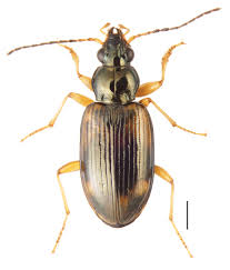 Attēlu rezultāti vaicājumam “Bembidion litorale”