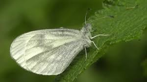 Attēlu rezultāti vaicājumam “Leptidea sinapis underside”