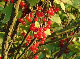 Attēlu rezultāti vaicājumam “Ribes spicatum”