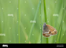 Attēlu rezultāti vaicājumam “Coenonympha hero underside”