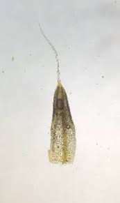 Attēlu rezultāti vaicājumam “Tortula lingulata”