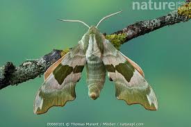 Attēlu rezultāti vaicājumam “Mimas tiliae”