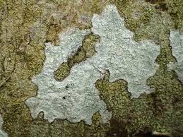 Attēlu rezultāti vaicājumam “Phlyctis agelaea”