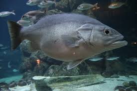 Image result for Polyprion americanus