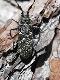 Attēlu rezultāti vaicājumam “Monochamus sutor”