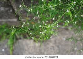 Attēlu rezultāti vaicājumam “Vicia hirsuta flower”