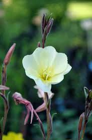 Image result for Oenothera odorata