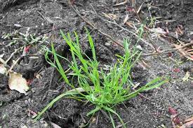 Attēlu rezultāti vaicājumam “Poa annua”