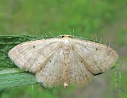 Attēlu rezultāti vaicājumam “Idaea biselata”