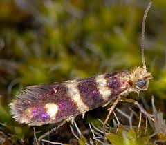 Attēlu rezultāti vaicājumam “Micropterix aureatella”