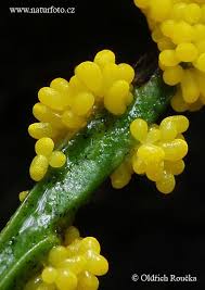 Attēlu rezultāti vaicājumam “Physarum virescens”