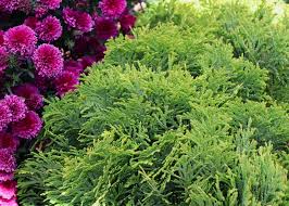Attēlu rezultāti vaicājumam “Thuja occidentalis flower”