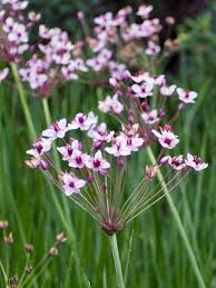 Attēlu rezultāti vaicājumam “Butomus umbellatus flower”