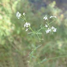 Attēlu rezultāti vaicājumam “Galium palustre fruit”