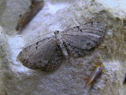 Attēlu rezultāti vaicājumam “Anticollix sparsata”