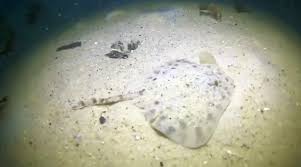 Image result for Raja straeleni