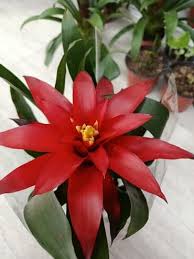 Картинки по запросу гусмания