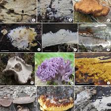 Attēlu rezultāti vaicājumam “Elmerina caryae”